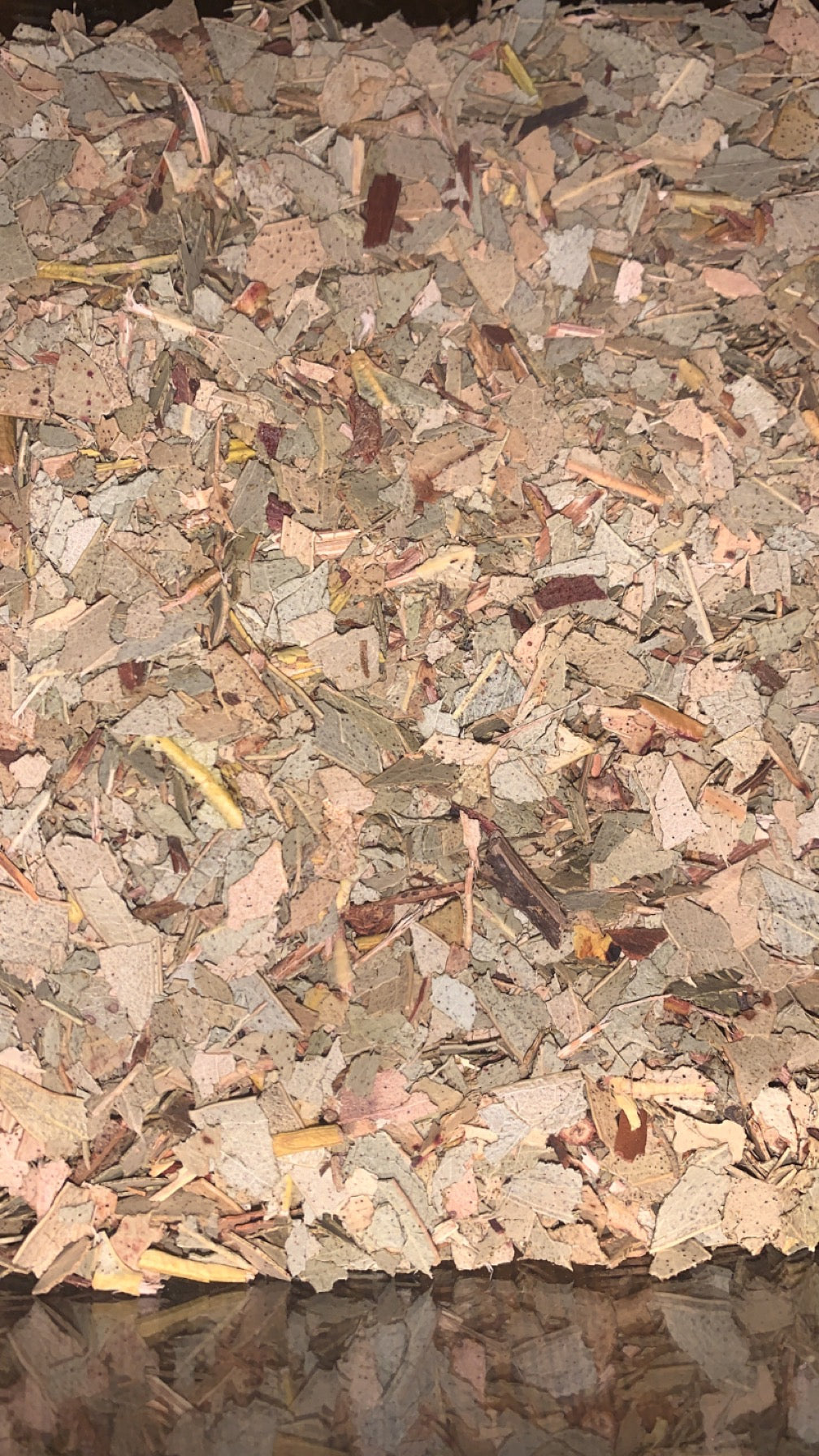 Organic Eucalyptus Leaves | Dried Eucalyptus