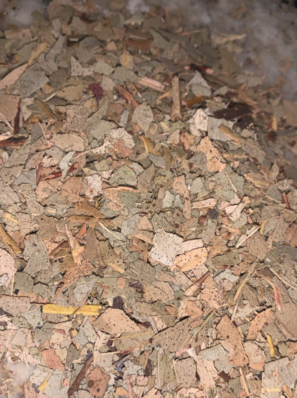 Organic Eucalyptus Leaves | Dried Eucalyptus